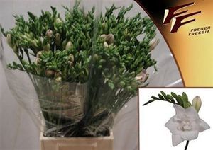 FREESIA DIAMOND STAR rose p